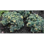 Juniperus squamata Floreant - Jałowiec łuskowaty Floreant FOTO