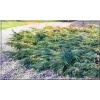 Juniperus squamata Holger - Jałowiec łuskowaty Holger FOTO