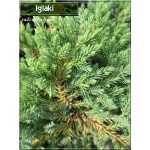 Juniperus squamata Little Joanna - Jałowiec łuskowaty Little Joanna FOTO