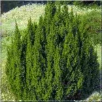 Juniperus squamata Loderi - Jałowiec łuskowaty Loderi - Juniperus pingii Loderi - Jałowiec Pinga Loderi FOTO