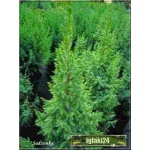 Juniperus squamata Loderi - Jałowiec łuskowaty Loderi - Juniperus pingii Loderi - Jałowiec Pinga Loderi FOTO
