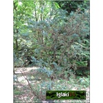 Juniperus squamata Meyeri - Jałowiec łuskowaty Meyeri FOTO