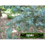 Juniperus squamata Meyeri - Jałowiec łuskowaty Meyeri FOTO