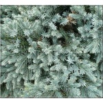 Juniperus squamata Tropical Blue - Jałowiec łuskowaty Tropical Blue FOTO