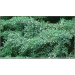 Juniperus Virginiana Grey Owl - Jałowiec Wirginijski Grey Owl FOTO 