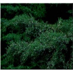 Juniperus Virginiana Grey Owl - Jałowiec Wirginijski Grey Owl FOTO 
