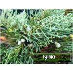 Juniperus Virginiana Grey Owl - Jałowiec Wirginijski Grey Owl C3 10-20x20-30cm 