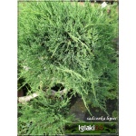 Juniperus Virginiana Grey Owl - Jałowiec Wirginijski Grey Owl Bonsai FOTO 