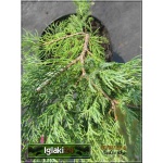 Juniperus virginiana Hetz - Jałowiec wirginijski Hetz FOTO