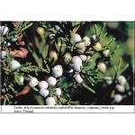 Juniperus Virginiana - Jałowiec Wirginijski FOTO 