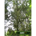 Juniperus Virginiana - Jałowiec Wirginijski FOTO 