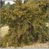 Juniperus virginiana Reptans - Jałowiec wirginijski Reptans FOTO 