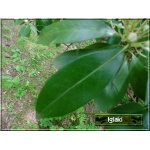 Kalmia latifolia - Kalmia szerokolistna FOTO 