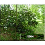 Kalmia latifolia - Kalmia szerokolistna FOTO 
