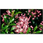 Kalmia latifolia Minuet - Kalmia szerokolistna Minuet - różowo-kremowe FOTO