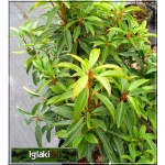 Kalmia latifolia Minuet - Kalmia szerokolistna Minuet - różowo-kremowe FOTO