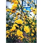 Kerria japonica Pleniflora - Złotlin japoński Pleniflora - żółte FOTO