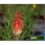 Kniphofia Uvaria - Trytoma groniasta - żółto-czerwony, wys 100, kw 6/7 FOTO