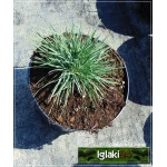 Koeleria Glauca - Strzęplica sina - niebiesko-szara, wys 25, kw 6/7 C1,5