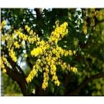 Koeleuteria paniculata - Roztrzeplin wiechowaty - Mydleniec wiechowaty - złoto-żółte FOTO