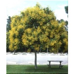 Koeleuteria paniculata - Roztrzeplin wiechowaty - Mydleniec wiechowaty - złoto-żółte FOTO