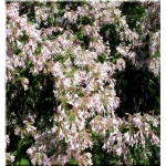 Kolkwitzia amabilis - Kolkwicja chińska - jasnoróżowe FOTO