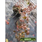 Kolkwitzia amabilis Rosea - Kolkwicja chińska Rosea - różowe C2 20-40cm
