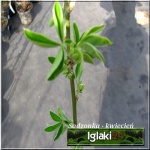 Laburnum anagyroides - Laburnum vulgare - Złotokap pospolity - żółte FOTO