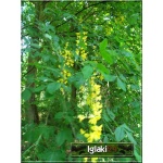 Laburnum anagyroides - Laburnum vulgare - Złotokap pospolity - żółte FOTO