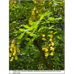 Laburnum watereri - Złotokap Waterera - żółte C15 175-200cm 