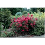Lagerstroemia indica Red Fill - Lagerstremia indyjska Red Fill - czerwone FOTO