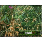 Lathyrus latifolius - Groszek szerokolistny - różowo-fioletowy, wys. 150/200, kw. 6/9 FOTO