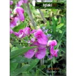 Lathyrus latifolius - Groszek szerokolistny - różowo-fioletowy, wys. 150/200, kw. 6/9 FOTO
