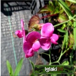 Lathyrus vernus Rosenelfe - Groszek wiosenny Rosenelfe - różowe, wys. 45, kw 4/5 FOTO 