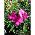 Lathyrus vernus Rosenelfe - Groszek wiosenny Rosenelfe - różowe, wys. 45, kw 4/5 FOTO 