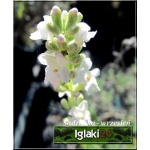 Lavandula angustifolia Alba - Lawenda wąskolistna Alba - biały, wys 25/40, kw 7/8 FOTO