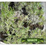 Lavandula angustifolia Alba - Lawenda wąskolistna Alba - biały, wys 25/40, kw 7/8 FOTO
