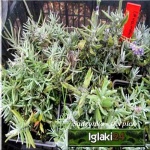 Lavandula angustifolia Early Hidcote -  Lawenda wąskolistna Early Hidcote - niebieskofioletowa, wys 30, kw 7/8 FOTO 