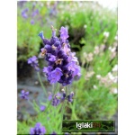 Lavandula angustifolia Hidcote Superior - Lawenda wąskolistna Hidcote Superior - fioletowe, wys 40, kw 7/9 FOTO