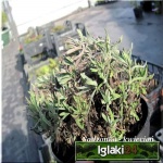 Lavandula angustifolia Hidcote Superior - Lawenda wąskolistna Hidcote Superior - fioletowe, wys 40, kw 7/9 FOTO