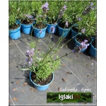 Lavandula angustifolia Hidcote - Lawenda wąskolistna Hidcote - Lavandula angustifolia Blue Strain - Lawenda wąskolistna Blue Strain - niebieskie, wys. 30, kw. 7/8 FOTO