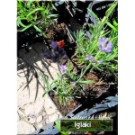 Lavandula angustifolia - Lawenda wąskolistna - fioletowa, wys 20/30, kw 7/8 C0,5