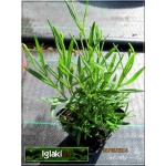 Lavandula angustifolia - Lawenda wąskolistna - fioletowa, wys 20/30, kw 7/8 FOTO