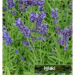 Lavandula angustifolia - Lawenda wąskolistna - fioletowa, wys 20/30, kw 7/8 C0,5