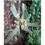 Leontopodium alpinum - Szarotka alpejska - srebrnobiały, wys 10/20, kw 7/8 C0,5