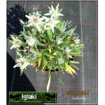 Leontopodium alpinum - Szarotka alpejska - srebrnobiały, wys 10/20, kw 7/8 FOTO