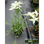 Leontopodium alpinum - Szarotka alpejska - srebrnobiały, wys 10/20, kw 7/8 C0,5