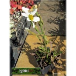 Leucanthemum vulgare - Złocień właściwy - Jastrun właściwy - białe, wys. 100, kw. 6/8 FOTO