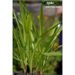 Liatris spicata Alba - Liatra kłosowa Alba - biały, wys 70, kw 7/9 C0,5  