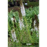 Liatris spicata Floristan White - Liatra kłosowa Floristan White - biała, wys. 70, kw. 6/9 FOTO